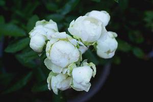 甘肃省委、省政府以及包括名省部级领导在内的多名党员领导干部被问责