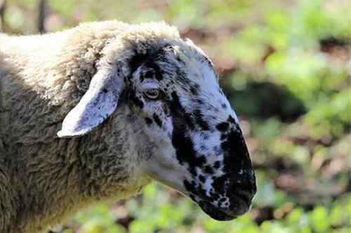 BetVictor Sports(伟德体育)国际官网英伟达超越苹果：人工智能如何重塑科技巨头的未来