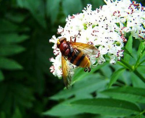 威廉怎么下载V11.4版安全